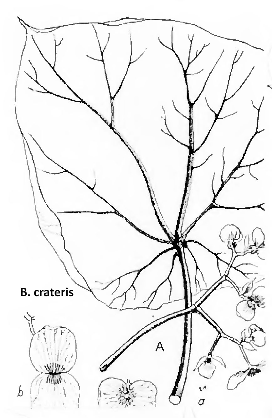 B. crateris
